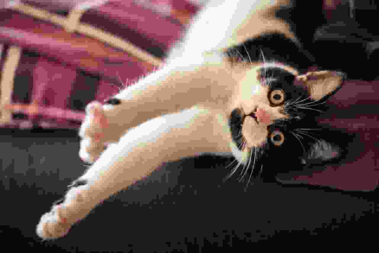 PETS-cats4-1280x853.jpg