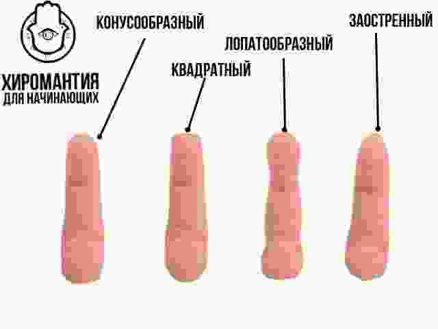 korotko-o-palczah-forma-ruki-kvadranty-i-holmy-rasskazyvayut-o-nashih-umstvennyh-sposobnostyah-emoczionalnyh.jpg