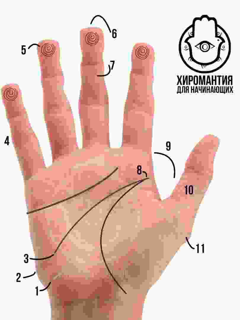 znaki-na-ladoni-ukazyvayushhie-na-izobretatelnost-1-liniya-intuiczii-2-tvorcheskij-izgib.jpg