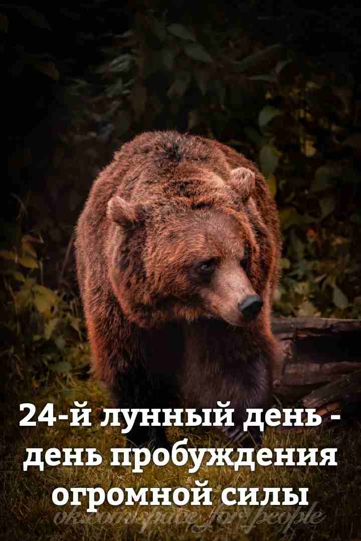 24-lunnyj-den-c-0418-07-marta-i-do-sleduyushhego-dnya-simvol-medved.jpg