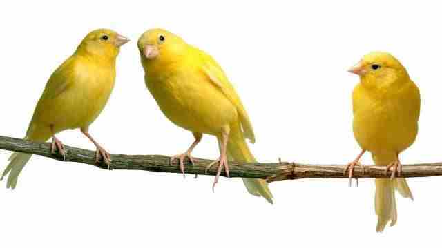 Орнитотерапия: лечебное пение птиц Учeные не перестают удивляться благотворному воздействию птичьего пения на человеческую…