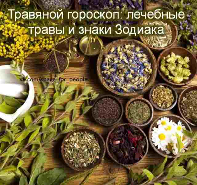 Травяной гороскоп: лечебные травы и знаки Зодиака Астрологи считают, что каждому знаку Зодиака подходит…