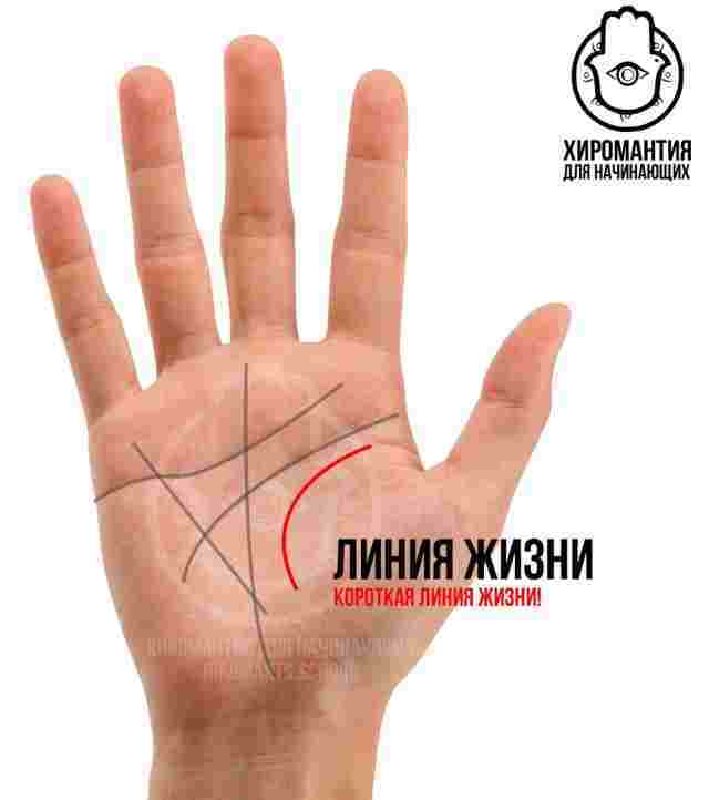 Линия жизни – главная линия в судьбе человека ч2 Характеристика линии Хиромантия учитывает множество…