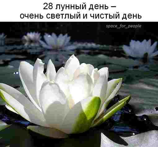 28-lunnyj-den-c-0612-i-do-sleduyushhego-dnya-simvol-lotos-kamni.jpg