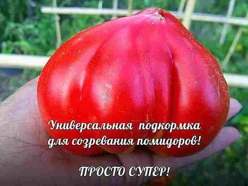 pomidornye-sekrety-bystrogo-sozrevaniya-podkormku-povtoryayu-kazhdye-2-nedeli-do-serediny-avgusta-chtoby-u.jpg