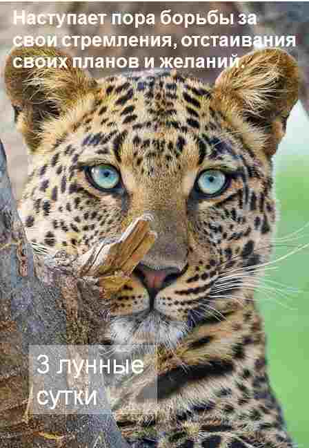 3-lunnyj-den-c-0729-po-0849-simvol-gepard-gotovyashhijsya-k-pryzhku-kamni.jpg