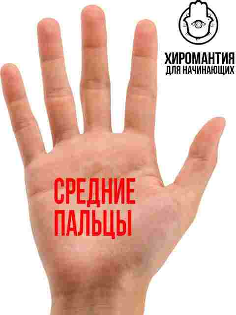 sochetaniya-ladoni-i-palczev-dlinnye-palczy-esli-u-cheloveka-dlinnye-palczy-on-sklonen-udelyat.jpg