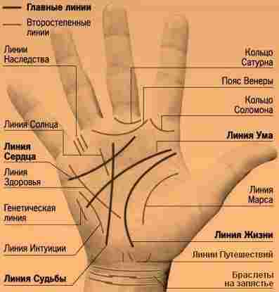 primernoe-raspolozhenie-linij-dlya-novichkov-kazhdomu-palczu-na-ruke-sootvetstvuet-svoya-liniya-nachinayushhayasya-u.jpg