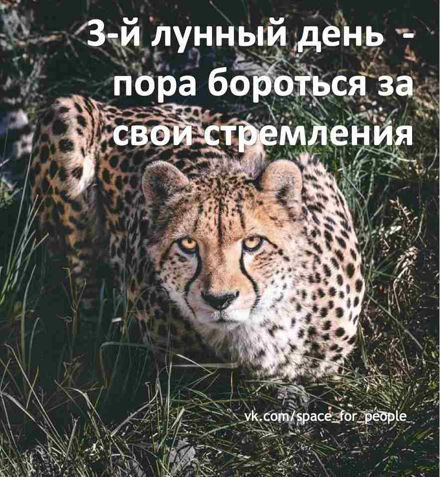 3-lunnyj-den-c-0903-po-0911-simvol-gepard-gotovyashhijsya-k-pryzhku-kamni.jpg