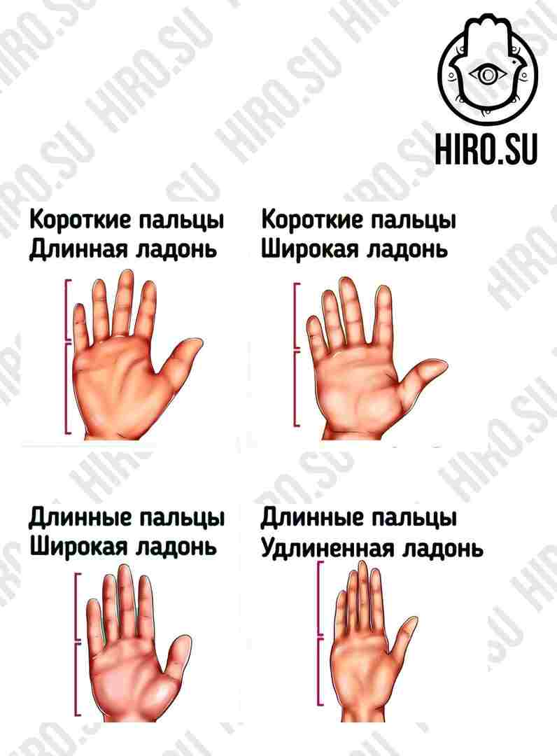 razmer-ruki-po-svoim-proporcziyam-ruki-cheloveka-delyatsya-na-bolshie-srednie-i-malenkie-pri.jpg