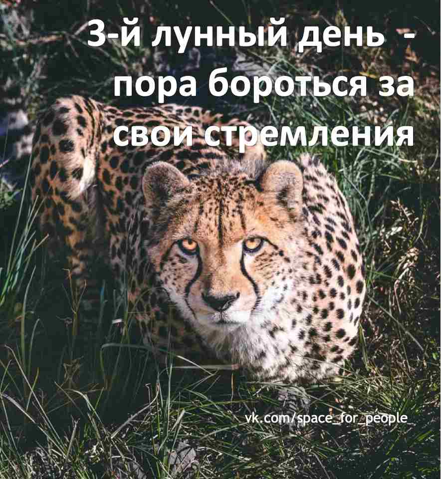3-lunnyj-den-c-1035-po-1047-simvol-gepard-gotovyashhijsya-k-pryzhku-kamni.jpg