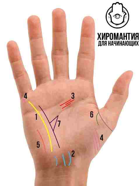 vtorostepennye-linii-v-hiromantii-glavnye-linii-na-ruke-dayut-ponimanie-ob-osnovnyh-aspektah-zhizni.jpg