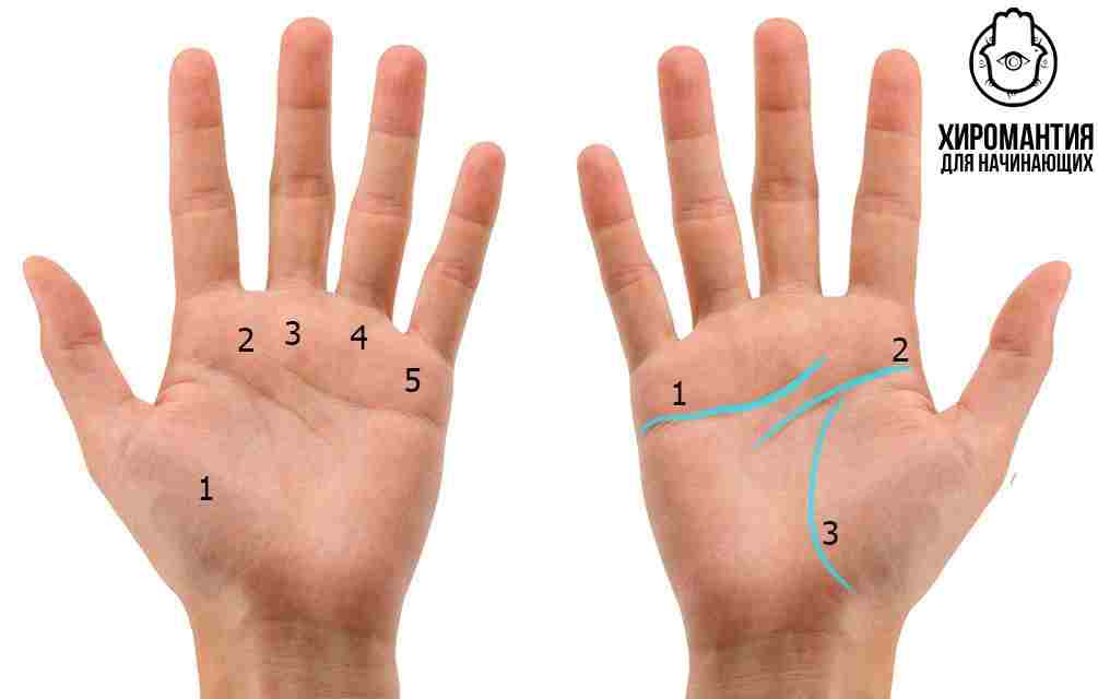 chitaem-sudbu-po-ladoni-kratkij-kurs-hiromantii-dlya-nachinayushhih-o-chem-mogut-rasskazat-linii.jpg