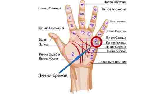 kak-uznat-po-ruke-o-vozmozhnyh-brakah-i-skolko-ih-budet-linii-privyazannostej-eti.jpg