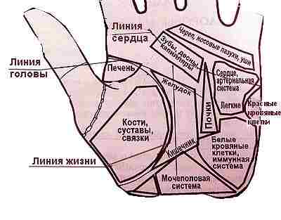 zdorove-na-ladoni-na-risunke-pokazany-mesta-na-ladoni-gde-otrazhayutsya-osnovnye-organy-v.jpg