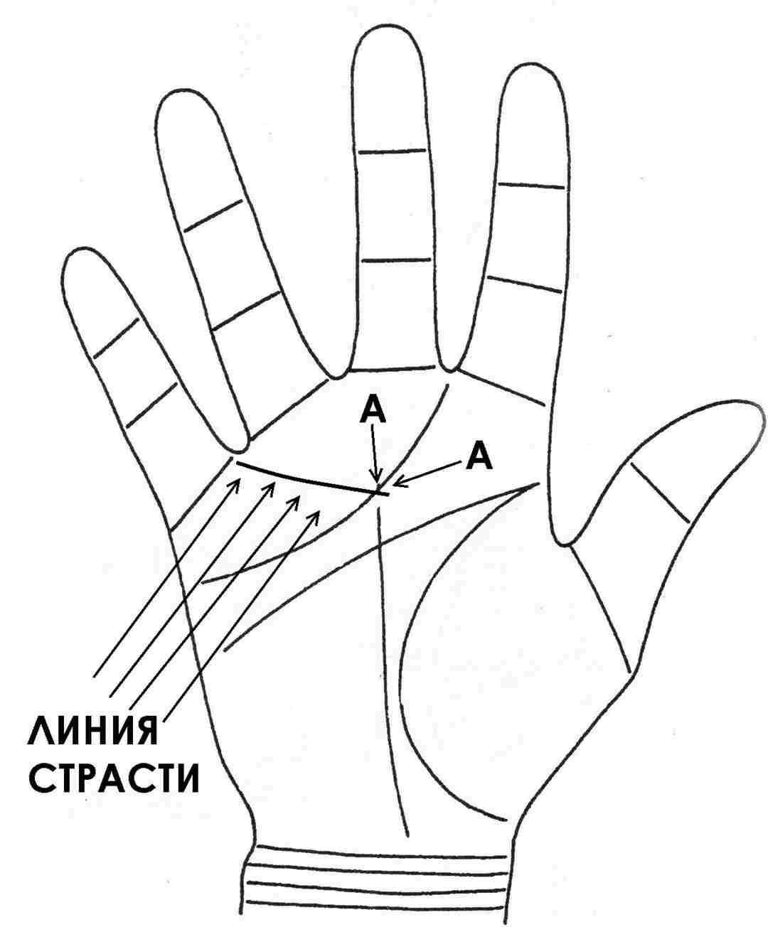 hiromantiya-ob-opredelenii-seksualnoj-sovmestimosti-po-ruke-statya-bolshe-dlya-muzhchinchem-dlya-zhenshhin-prishlo.jpg