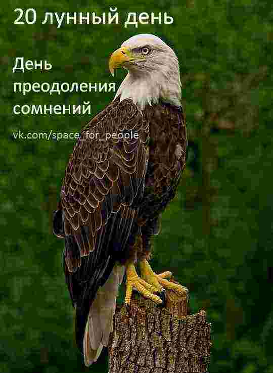 20-lunnyj-den-c-2214-po-2221-simvol-oryol-kamni-krasnaya-yashma.jpg