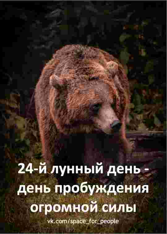 24-lunnyj-den-c-0459-22-fevralya-do-0601-23-fevralya-simvol-medved.jpg